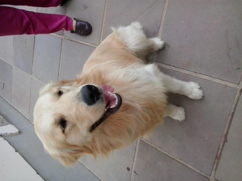 Animal encontrado no bairro Zona Norte