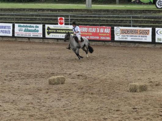 Criadores de cavalos crioulos estão reunidos em Araranguá