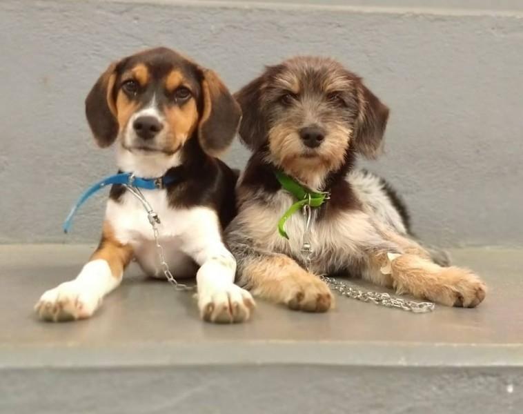 Em Nova Veneza, mais de 500 animais já foram castrados nos mutirões