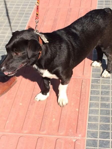 Animal encontrado no bairro Cruzeiro Do Sul