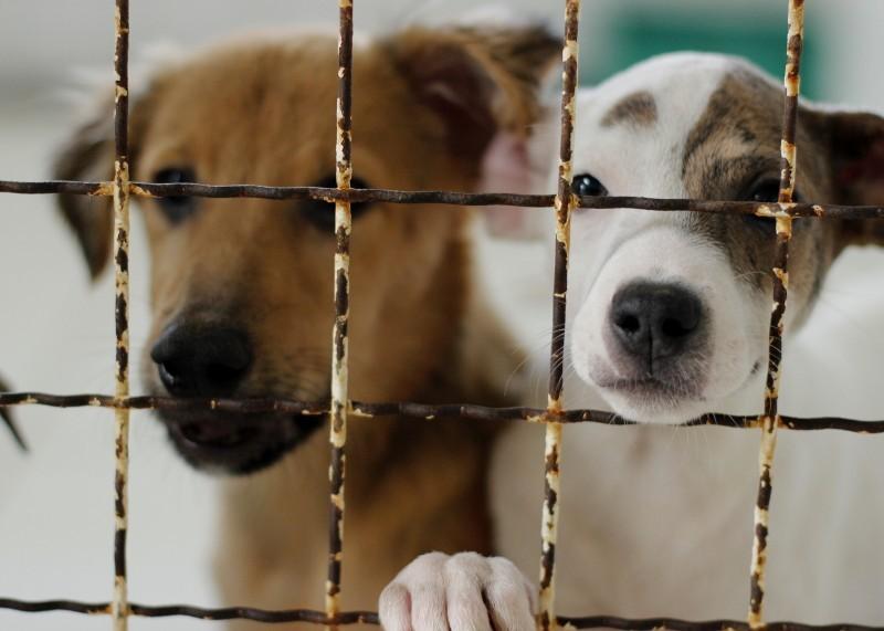 ONG AnimalPontoCom realiza live para arrecadar dinheiro e quitar dívidas em clínicas veterinárias 