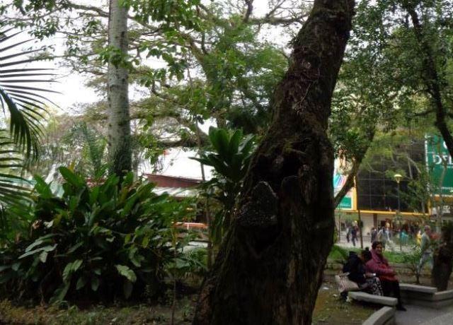 Famcri fará retirada e poda de árvores do Calçadão da Praça Nereu Ramos 