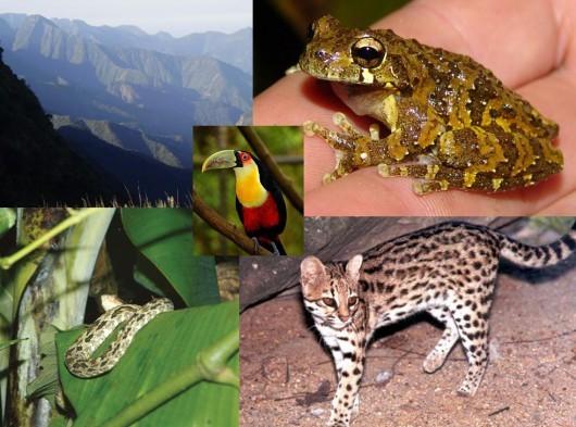 Projeto da Unesc vai levantar a riqueza de animais da Reserva do Aguaí