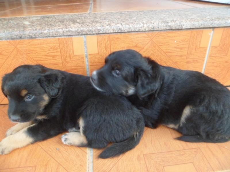 Animal para doação - Bolinha e Princesa