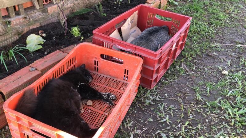 Moradores relatam prática de envenenamento de animais no bairro Vida Nova