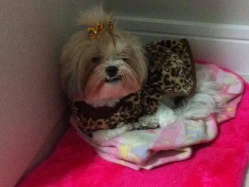 ENCONTRADA!!! - Procura-se Teka no bairro Santa Barbara em Criciuma