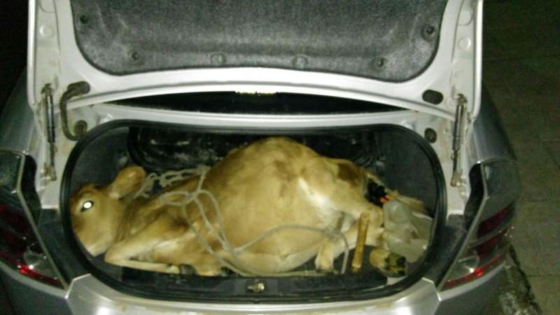 Polícia Militar flagra veículo com gado morto no porta-malas