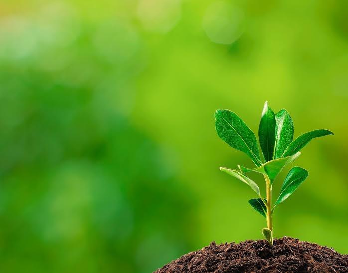 Mestrado contribui para a criação de alternativas sustentáveis