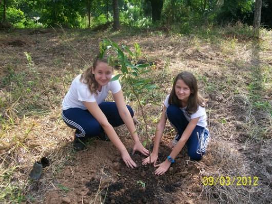 Mais 240 mudas de árvores nativas plantadas em Forquilhinha
