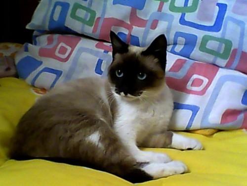 Gata encontrada no Centro