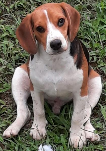 Animal encontrado no bairro Demboski