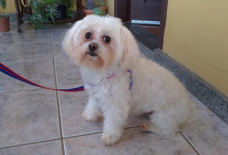 Adestradora alerta sobre cuidados com os cães em época de pandemia