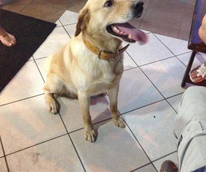 Animal encontrado no bairro Santa Barbara
