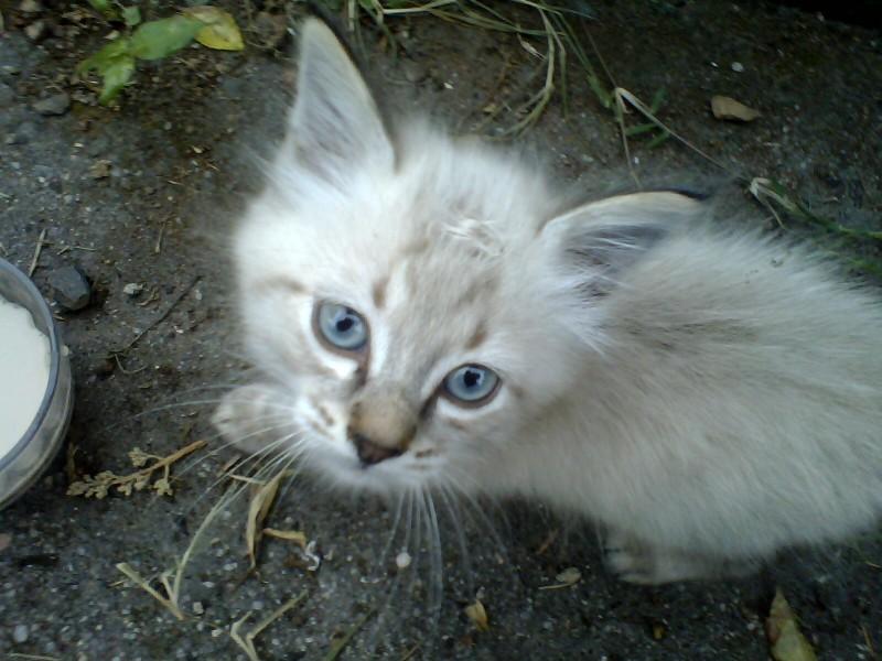 Animal encontrado no bairro Jardim Angélica
