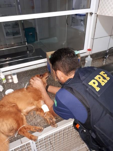 Policiais resgatam cachorro atropelado na BR-101 