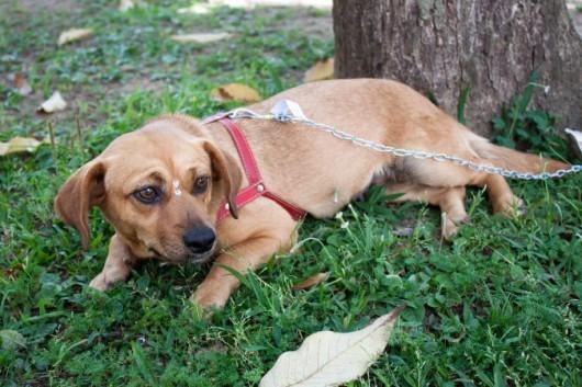 Cães disponíveis para adoção