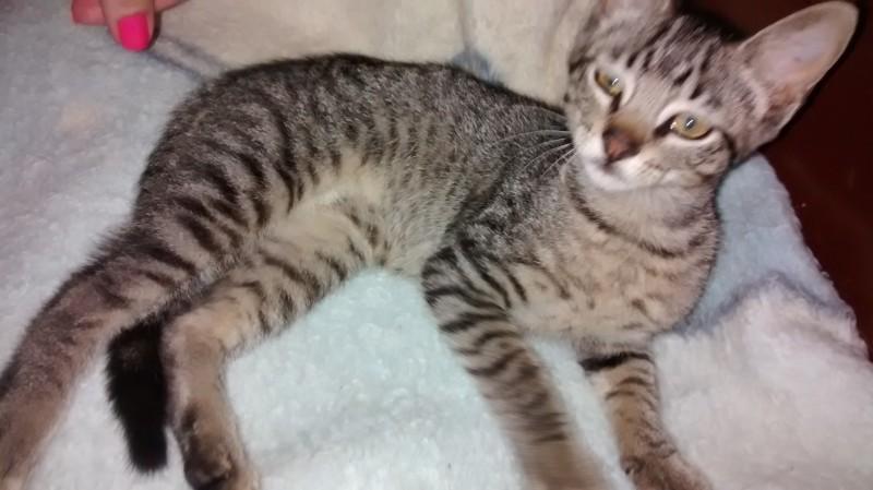 Animal encontrado no bairro Mina União 
