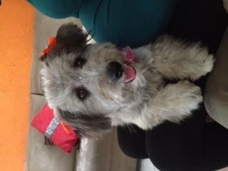 Animal encontrado no bairro Brasilia