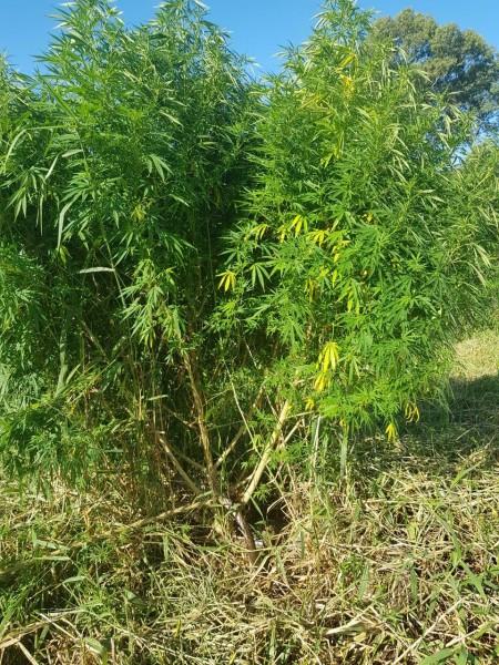 Polícia militar apreende pé de maconha em Criciúma 