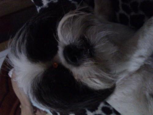 Procura-se Shih-Tzu