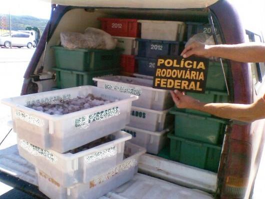Carga de camarão sem nota fiscal e refrigeração adequada é apreendida em Tubarão