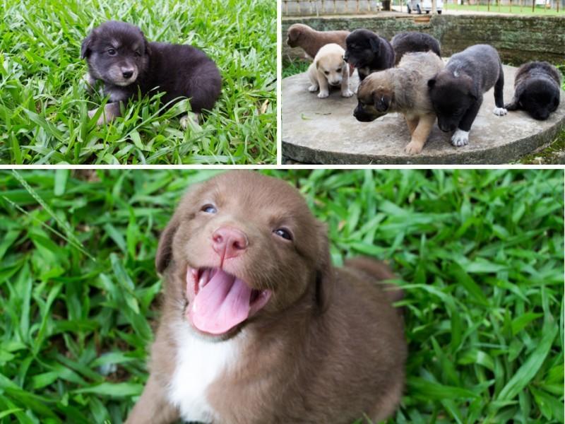 Filhotes de cães para doação