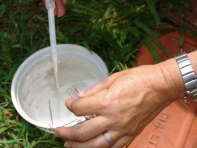 Focos do mosquito da dengue são encontrados em Tubarão
