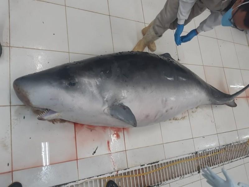Fêmea de golfinho que foi encontrada morta em Laguna estava grávida 