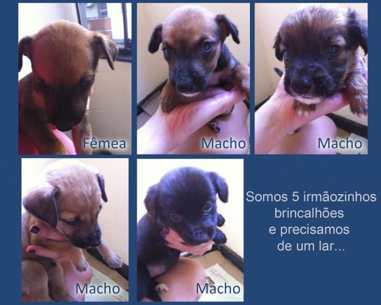 Animal encontrado no bairro Rural