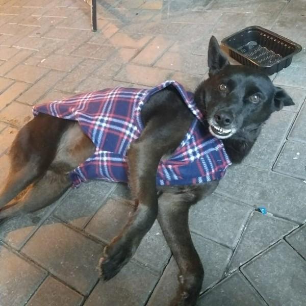 ONG Protetores Independentes da Praça realiza paella em prol de animais
