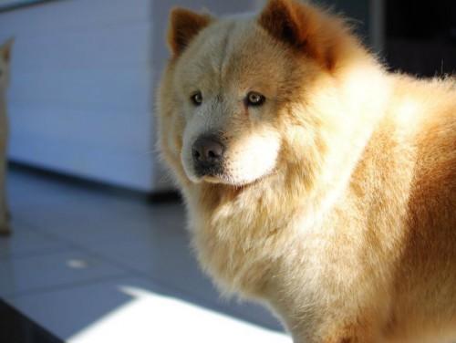 Chow Chow para doação