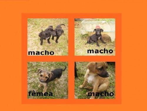 Preciso urgente doar quatro filhotes de cachorro!!!