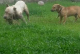 MP investiga dono de pitbull que matava outros animais