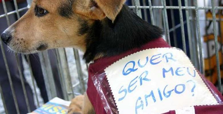 ONG Amigo Bicho realiza feira de adoção de cães e gatos no Criciúma Shopping