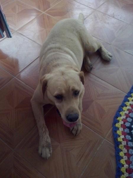 Animal encontrado no bairro Vila Zuleima 