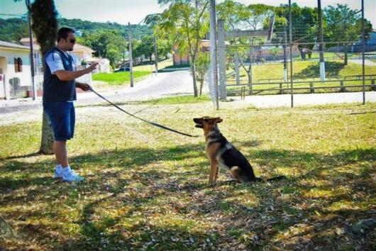 Ataques de cães podem ser prevenidos e consequências amenizadas 