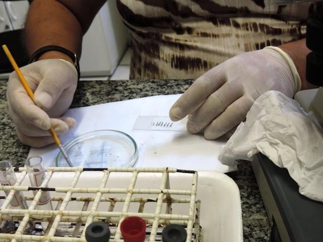 Segundo foco de dengue é encontrado em Tubarão