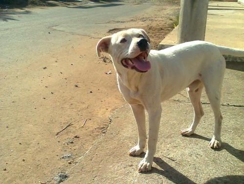 Apelo de um Pit Bull