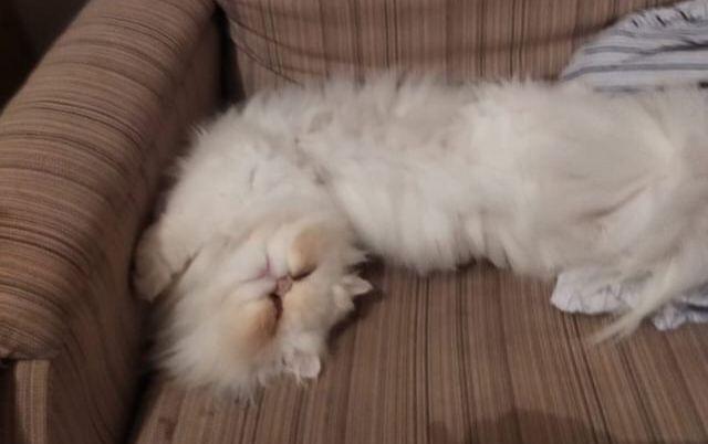 Gato desaparecido - Balneário Rincão 