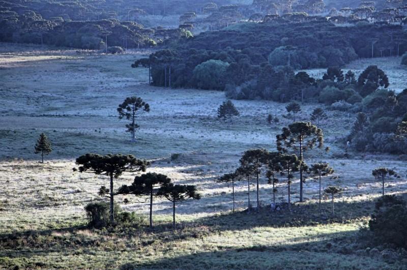 Terceira geada em dezembro é registrada em São Joaquim 