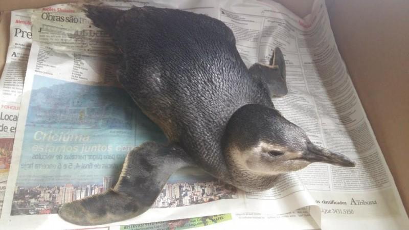 Pinguim é encontrado no bairro Renascer