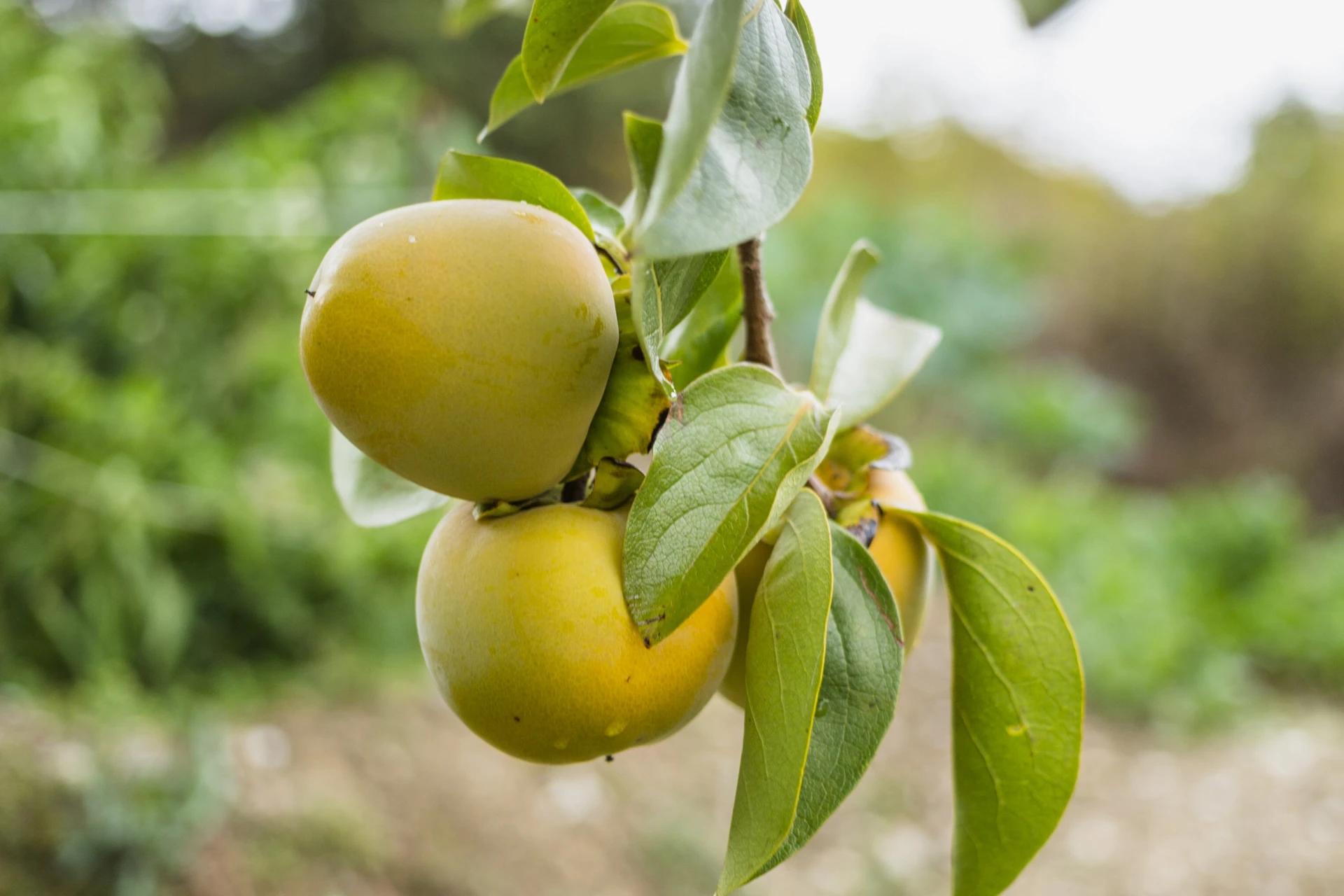 Prefeito de Criciúma sanciona lei que cria Programa Municipal de Arborização Frutífera