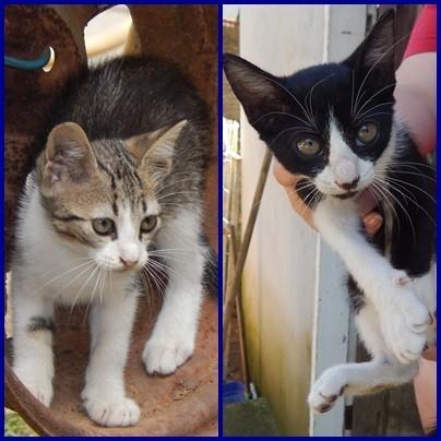 Doa-se lindos gatos
