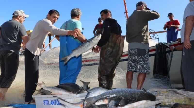 Pescadores comemoram captura de tainhas no Farol de Santa Marta