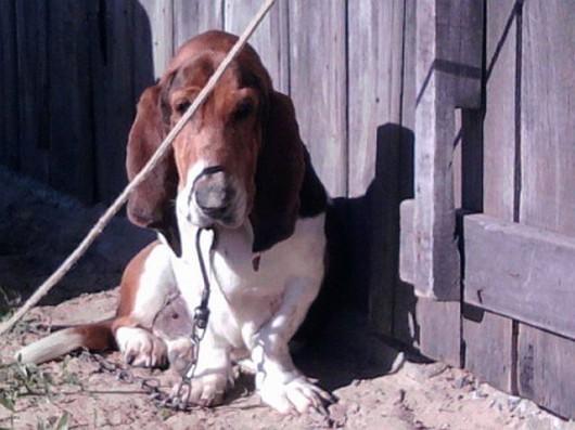 Basset resgatada na Próspera