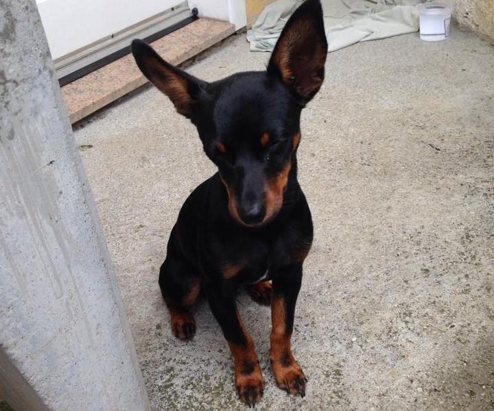 Animal encontrado no bairro Maria Céu