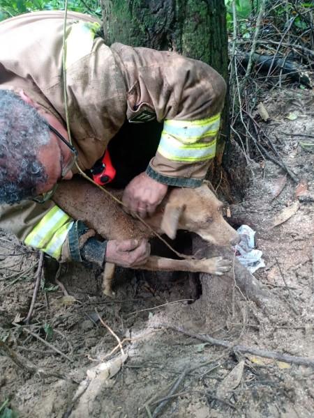Bombeiros Voluntários de Jaguaruna salvam cachorra presa em árvore 