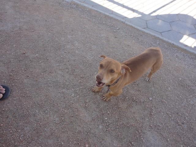 Animal encontrado no bairro Loteamento Carol 