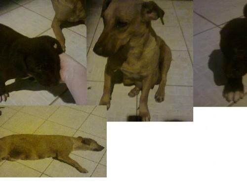 Cachorrinhos para adoção
