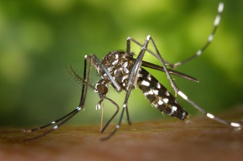 ‘Dia D’ do combate à dengue é cancelado em Criciúma